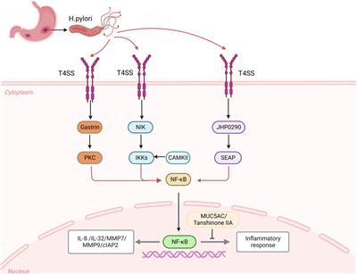 Helicobacter pylori regulates stomach diseases by activating cell pathways and DNA methylation of host cells